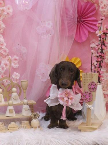 20250311チョペくん